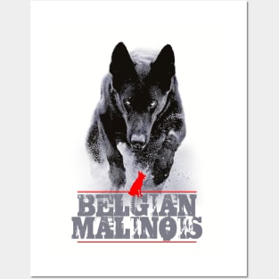 Belgian Malinois Posters and Art